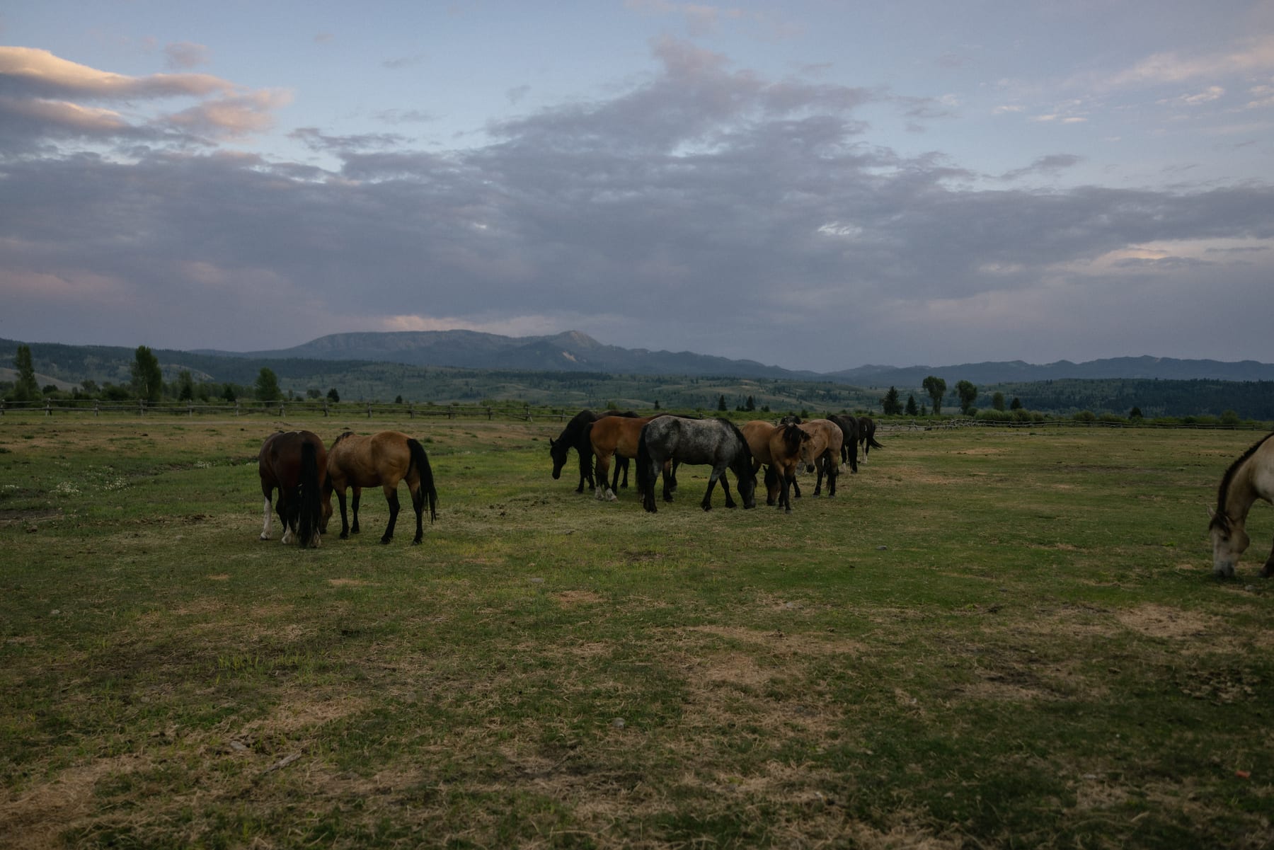 A herd of horses grazing across open ranchland at dusk, low mountains on the horizon under a broad cloudy sky.